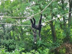 149 BIO PARC DE DOUE LA FONTAINE 5- 2016_000029
